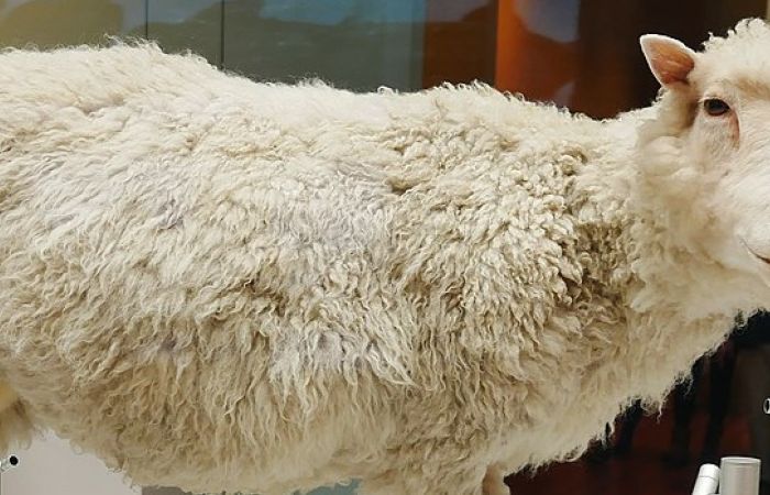 Photo of Dolly