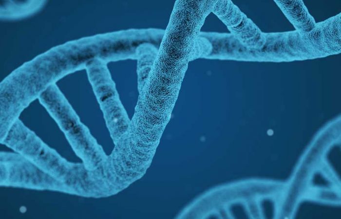 TRANSGENE header